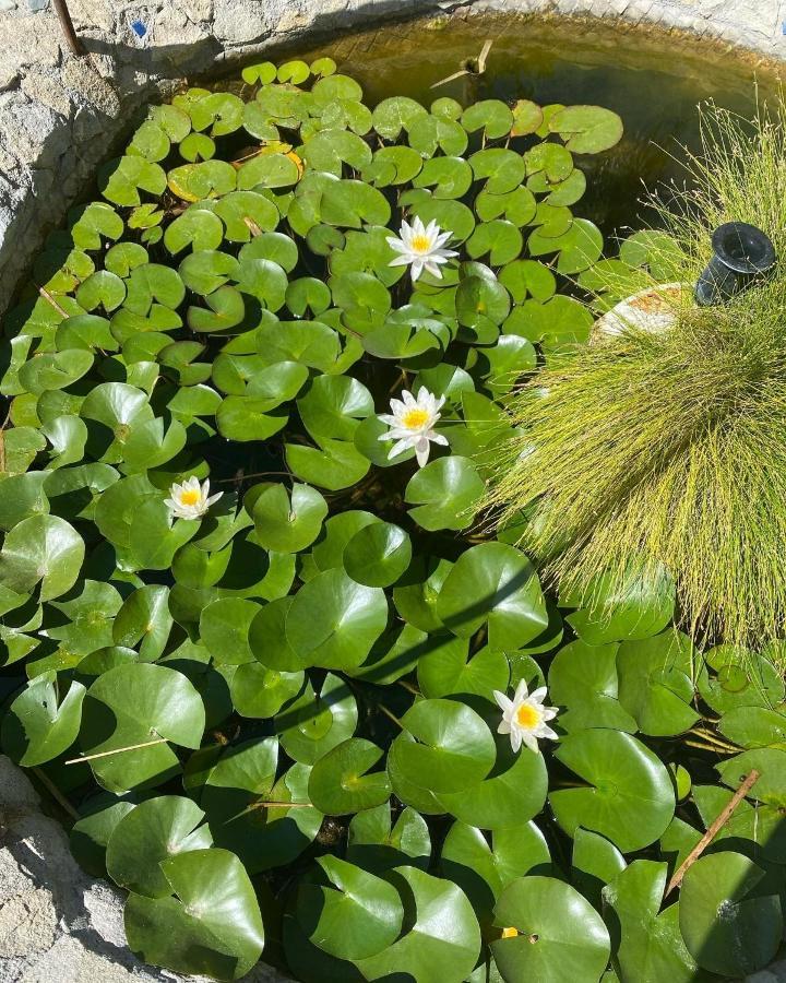 B&B Il Giardino Delle Meraviglie Мелито ди Порто Салво Екстериор снимка